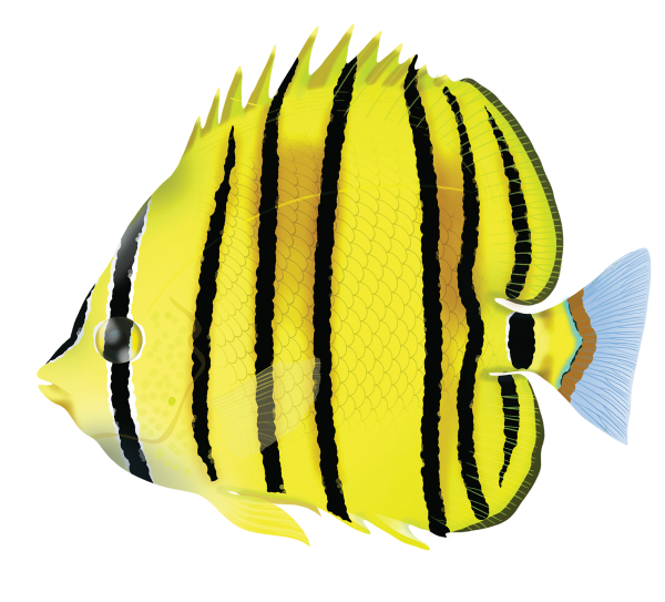 Eightbanded Butterflyfish - Marinewise