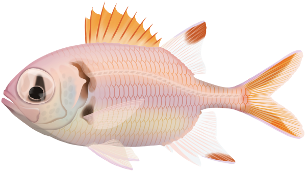 Epaulette Soldierfish - Marinewise