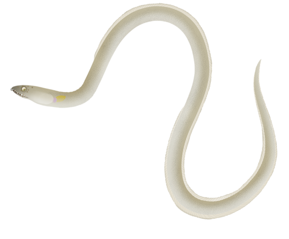 Estuary Snake Eel - Marinewise
