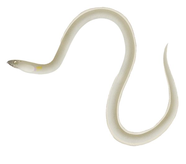 Estuary Snake Eel - Marinewise