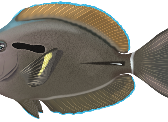 Eyeline Surgeonfish - Marinewise