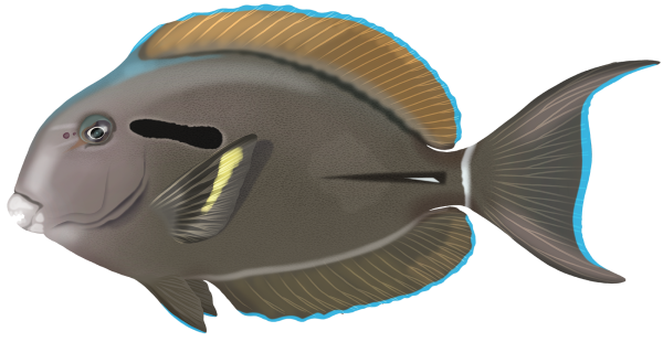 Eyeline Surgeonfish - Marinewise