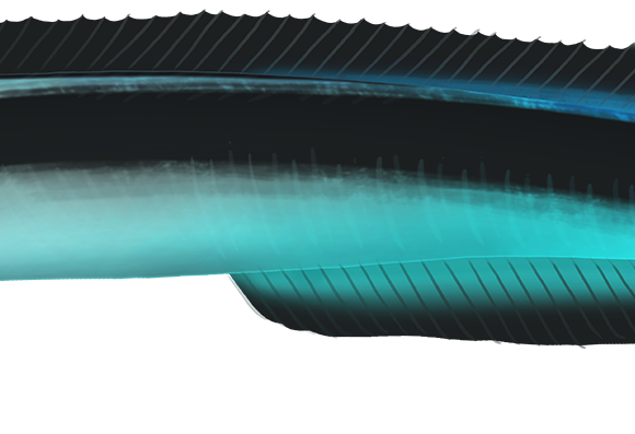 False Cleanerfish - Marinewise