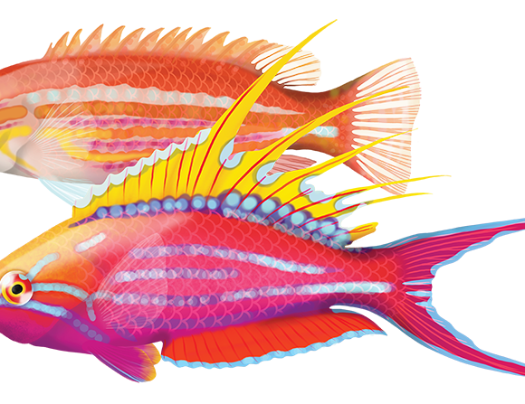 Filamenteous Wrasse - Marinewise