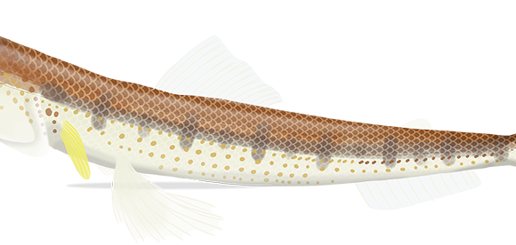 Fishnet Lizardfish - Marinewise