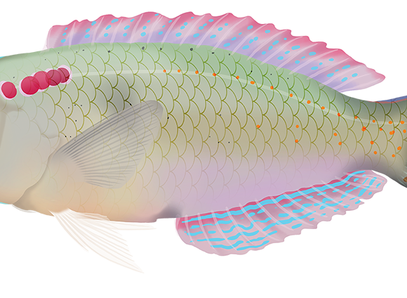 Fivefinger Razorfish - Marinewise