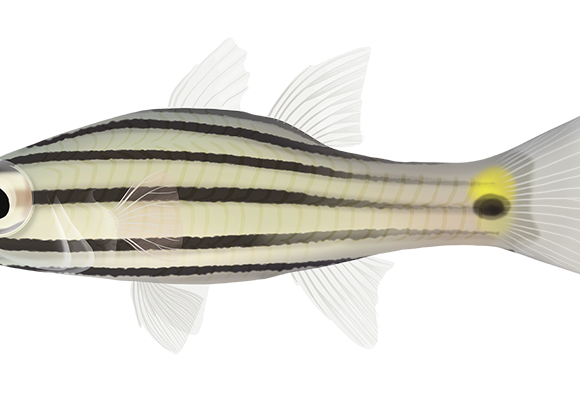 Fiveline Cardinalfish - Marinewise