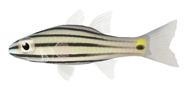 Fiveline Cardinalfish - Marinewise