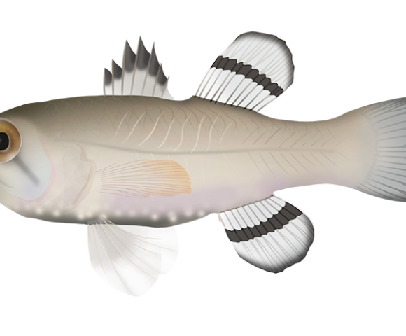 Flagfin Cardinalfish - Marinewise