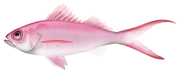 Flame Snapper - Marinewise