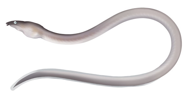 Flappy Snake Eel - Marinewise