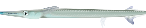 Flat-tail Longtom - Marinewise