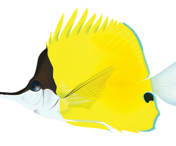 Forceps Butterflyfish - Marinewise