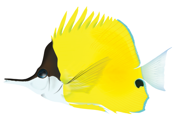 Forceps Butterflyfish - Marinewise