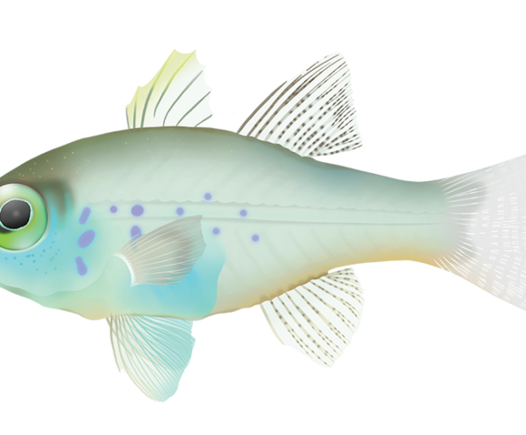 Fragile Cardinalfish - Marinewise