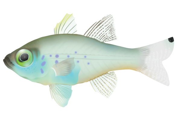Fragile Cardinalfish - Marinewise