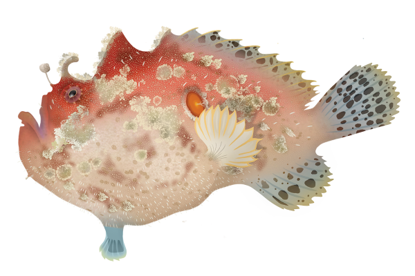 Freckled Anglerfish - Marinewise