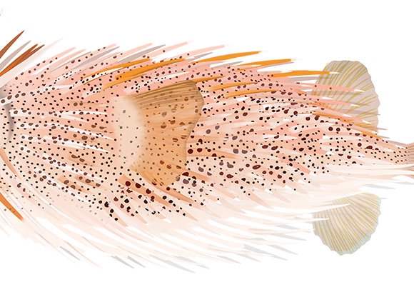Freckled Porcupinefish - Marinewise
