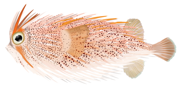 Freckled Porcupinefish - Marinewise