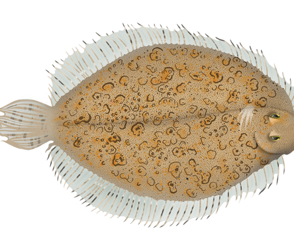 Freckled Rightey Flounder - Marinewise