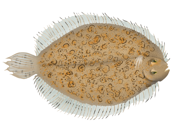 Freckled Rightey Flounder - Marinewise