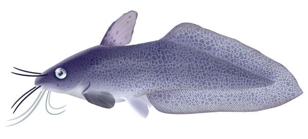 Freshwater Catfish - Marinewise