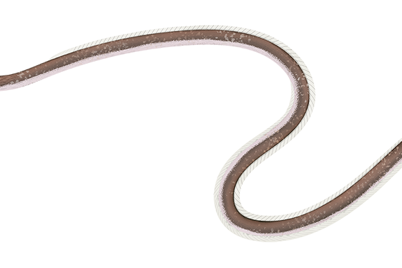 Fringelip Snake Eel - Marinewise