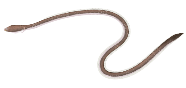 Fringelip Snake Eel - Marinewise