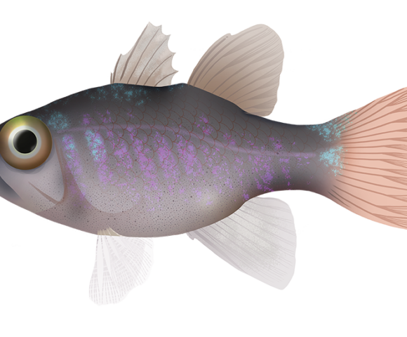 Ghost Cardinalfish - Marinewise
