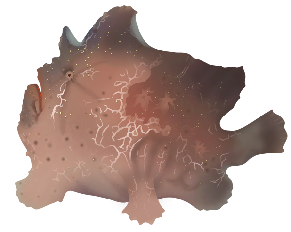 Giant Anglerfish - Marinewise