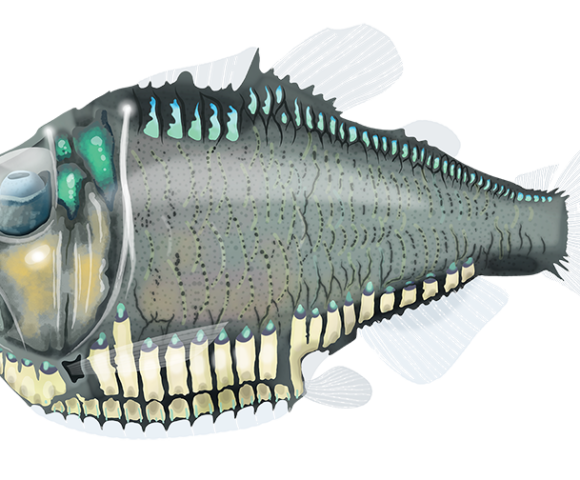 Giant Hatchetfish - Marinewise