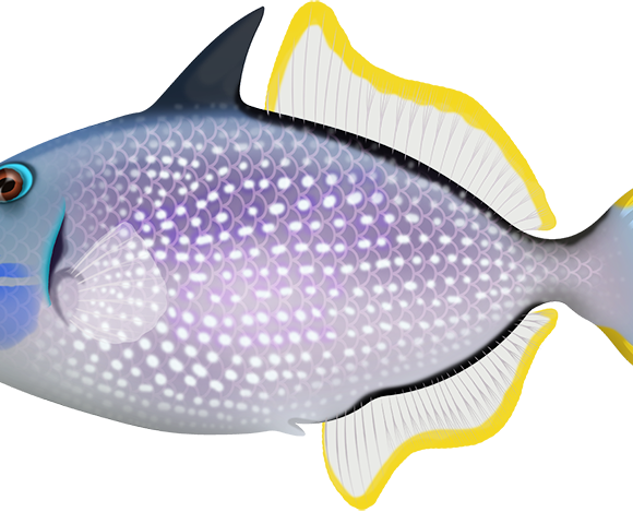 Gilded Triggerfish - Marinewise