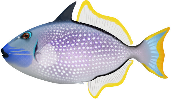 Gilded Triggerfish - Marinewise