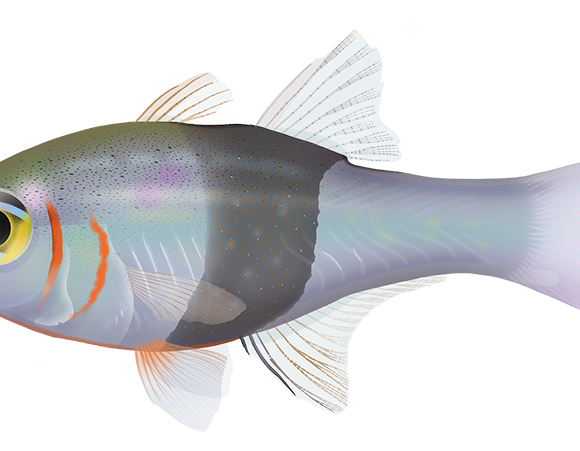 Girdled Cardinalfish - Marinewise