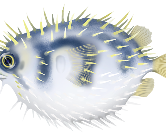 Globefish - Marinewise