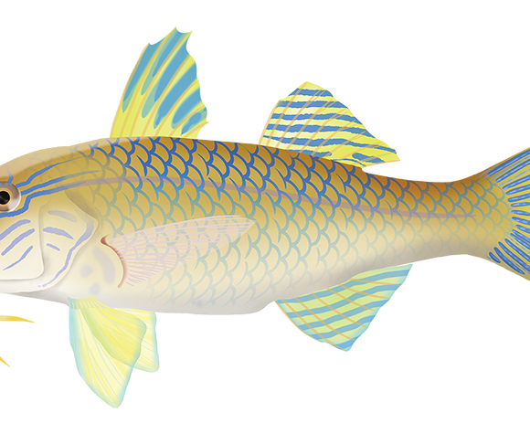 Goldsaddle Goatfish - Marinewise