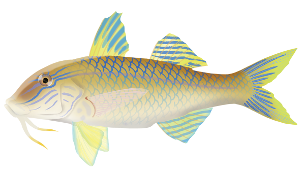 Goldsaddle Goatfish - Marinewise