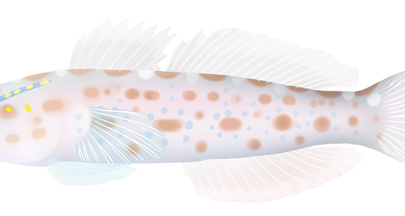 Goldspeckled Shrimpgoby - Marinewise