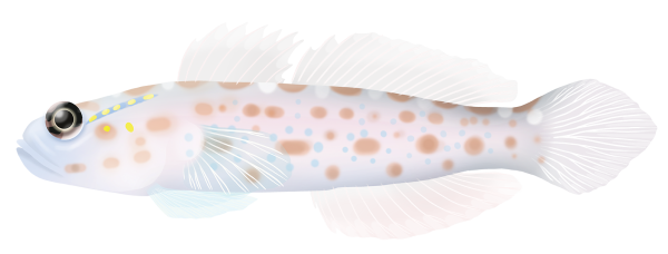 Goldspeckled Shrimpgoby - Marinewise