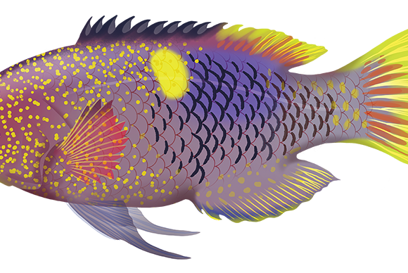 Goldspot Pigfish - Marinewise
