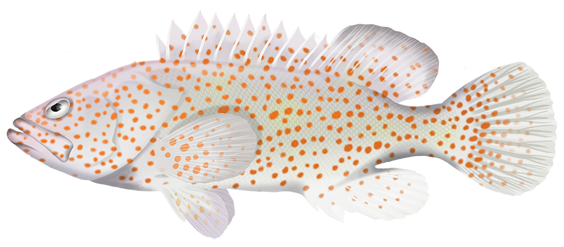 Greasy Rockcod - Epinephelus Tauvina | Marinewise