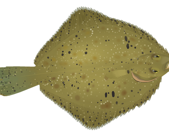 Greenback Flounder - Marinewise
