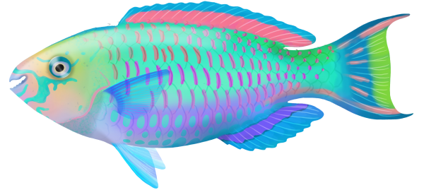 Greenblotched Parrotfish - Marinewise