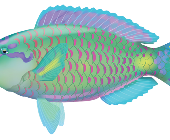 Greenfin Parrotfish - Marinewise