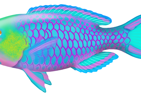 Greensnout Parrotfish - Marinewise