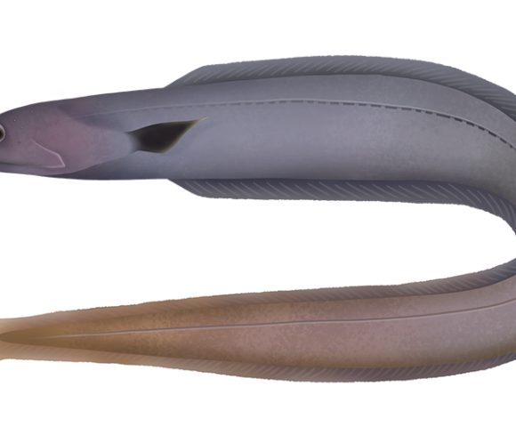 Grey Cutthroat Eel - Marinewise