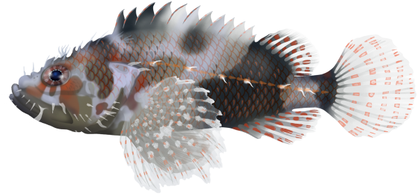 Guam Scorpionfish - Marinewise