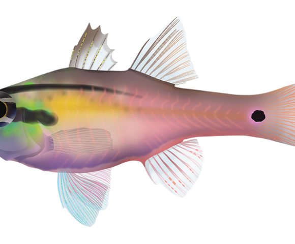 Half Lined Cardinalfish - Marinewise