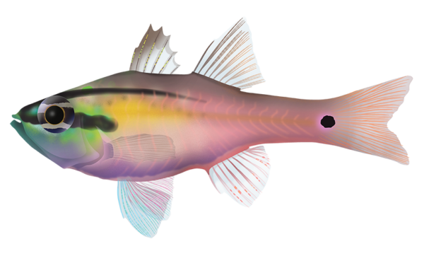 Half Lined Cardinalfish - Marinewise