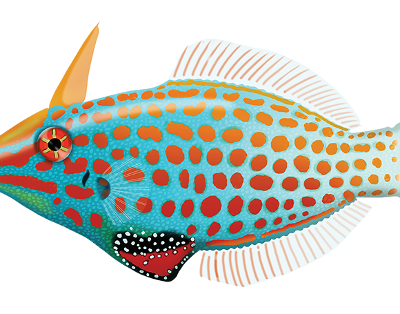 Harlequin Filefish - Marinewise